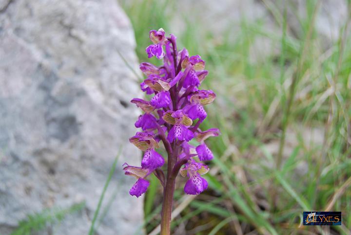 orchis  morio.JPG